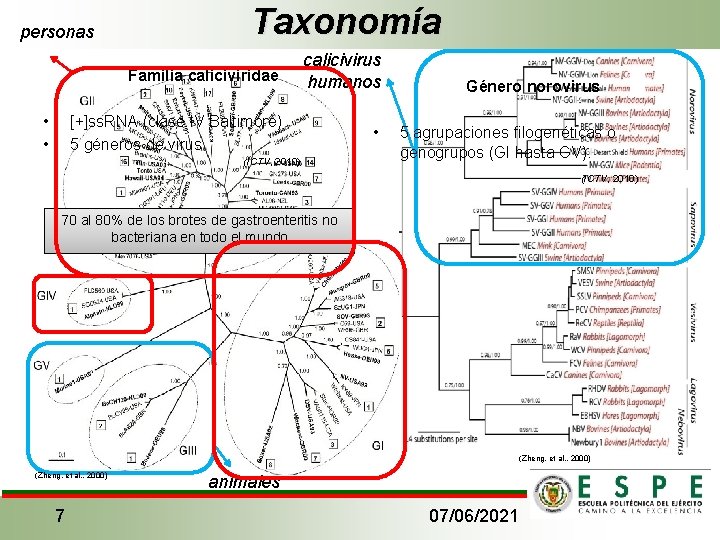 personas • • Taxonomía Familia caliciviridae calicivirus humanos [+]ss. RNA (clase IV Baltimore) 5