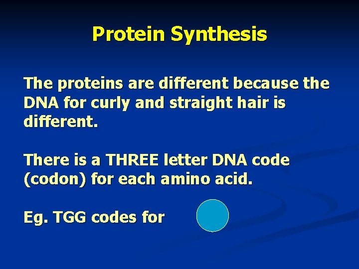 Protein Synthesis The proteins are different because the DNA for curly and straight hair