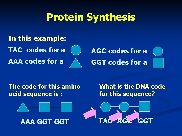 Protein Synthesis In this example: TAC codes for a AGC codes for a AAA