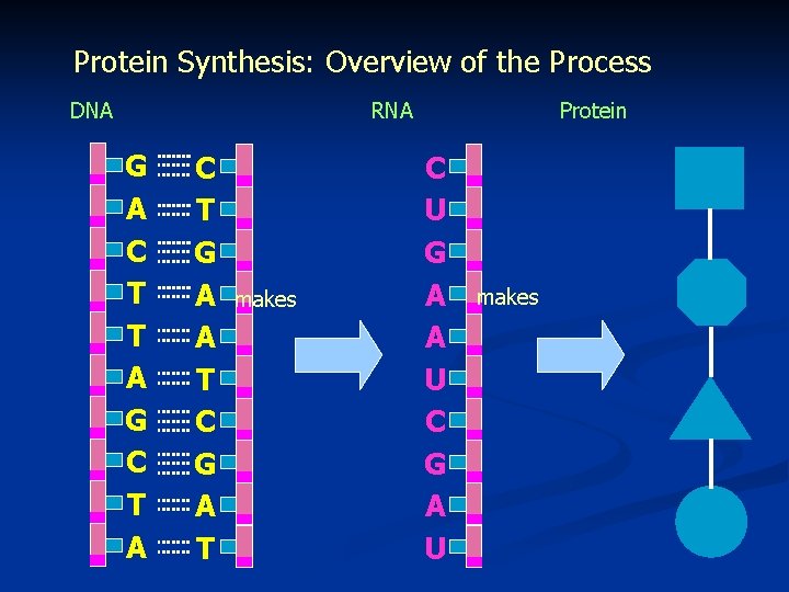 Protein Synthesis: Overview of the Process DNA RNA G A C T T A