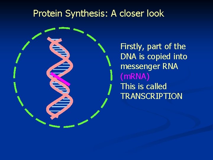 Protein Synthesis: A closer look Firstly, part of the DNA is copied into messenger