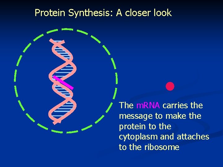 Protein Synthesis: A closer look The m. RNA carries the message to make the