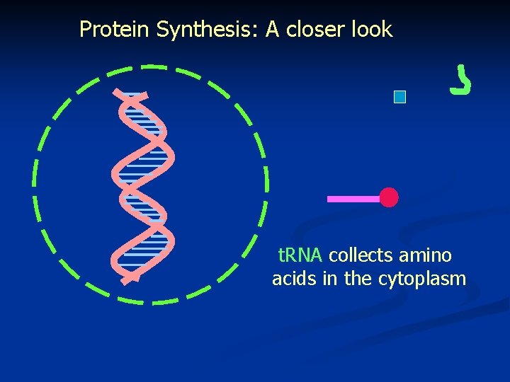 Protein Synthesis: A closer look t. RNA collects amino acids in the cytoplasm 