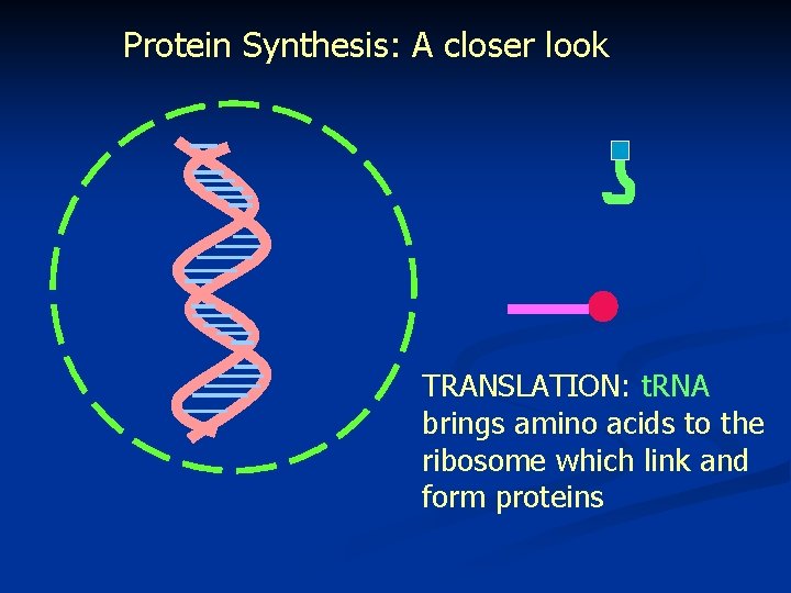 Protein Synthesis: A closer look TRANSLATION: t. RNA brings amino acids to the ribosome