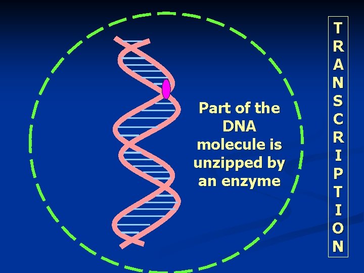 Part of the DNA molecule is unzipped by an enzyme T R A N