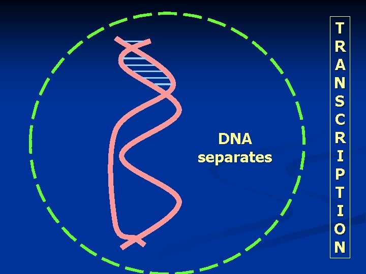 DNA separates T R A N S C R I P T I O