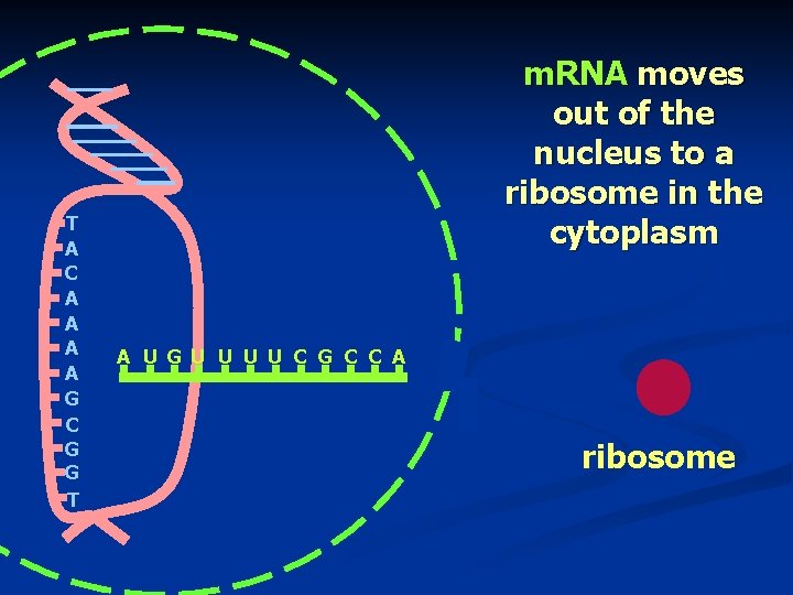 T A C A A G C G G T m. RNA moves out