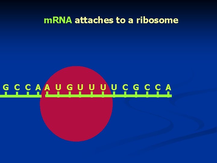 m. RNA attaches to a ribosome G C C AA U G U U