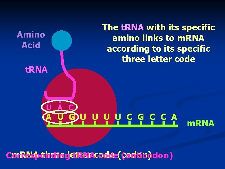 The t. RNA with its specific amino links to m. RNA according to its