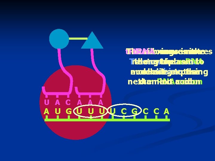 t. RNA The t. RNA ribosome brings moves into the The amino next the