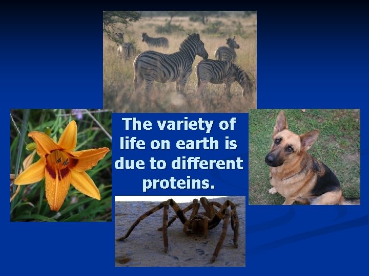 The variety of life on earth is due to different proteins. 