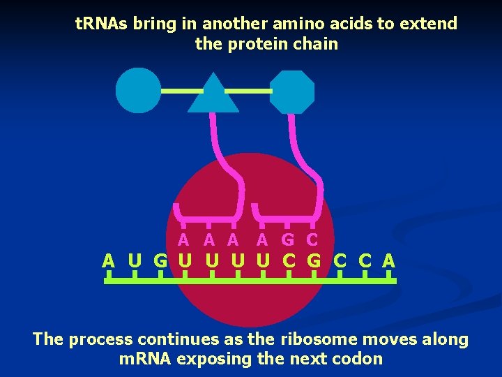 t. RNAs bring in another amino acids to extend the protein chain A A