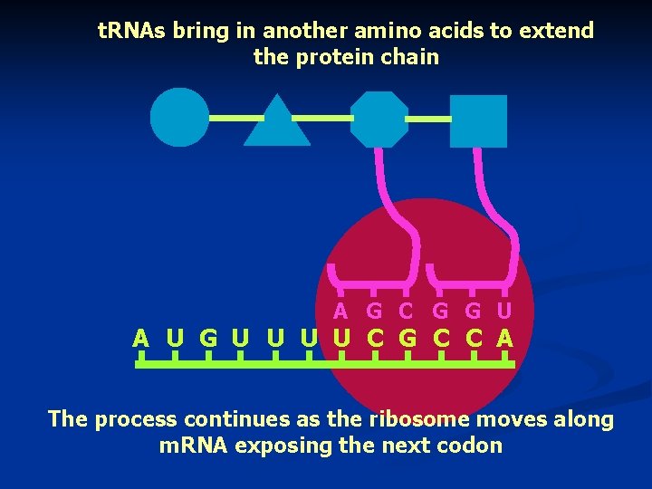 t. RNAs bring in another amino acids to extend the protein chain A G