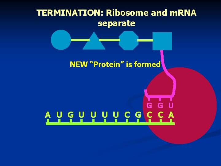 TERMINATION: Ribosome and m. RNA separate NEW “Protein” is formed G G U A