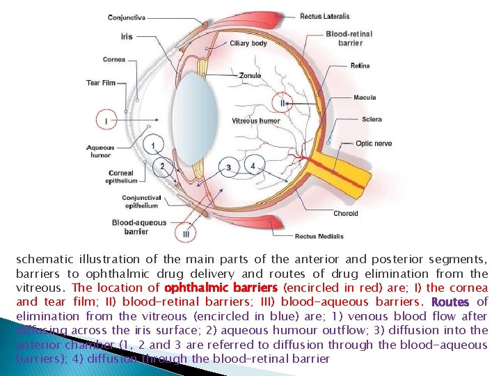 schematic illustration of the main parts of the anterior and posterior segments, barriers to schematic illustration of the main parts of the anterior and posterior segments, barriers to