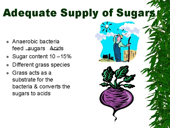 Adequate Supply of Sugars Anaerobic bacteria feed sugars Acids Sugar content 10 – 15%