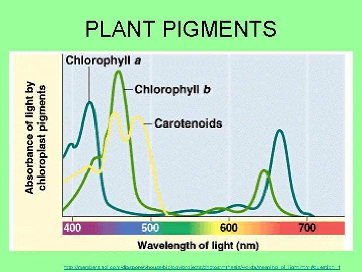 PLANT PIGMENTS. http: //members. aol. com/diaspore/vhouse/biology/projects/photosynthesis/woida/meaning_of_light. html#question_1 