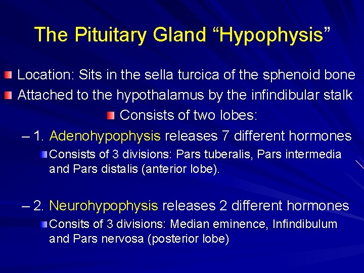The Pituitary Gland “Hypophysis” Location: Sits in the sella turcica of the sphenoid bone