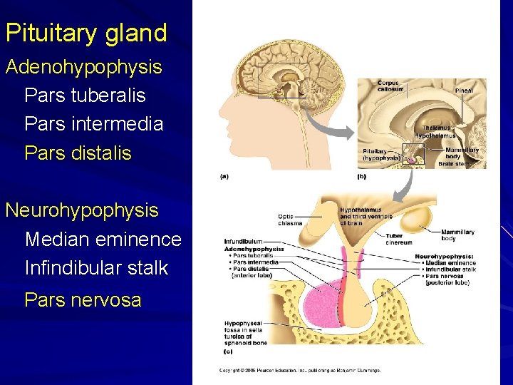 Pituitary gland Adenohypophysis Pars tuberalis Pars intermedia Pars distalis Neurohypophysis Median eminence Infindibular stalk