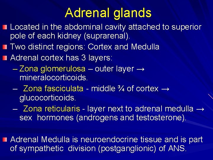 Adrenal glands Located in the abdominal cavity attached to superior pole of each kidney