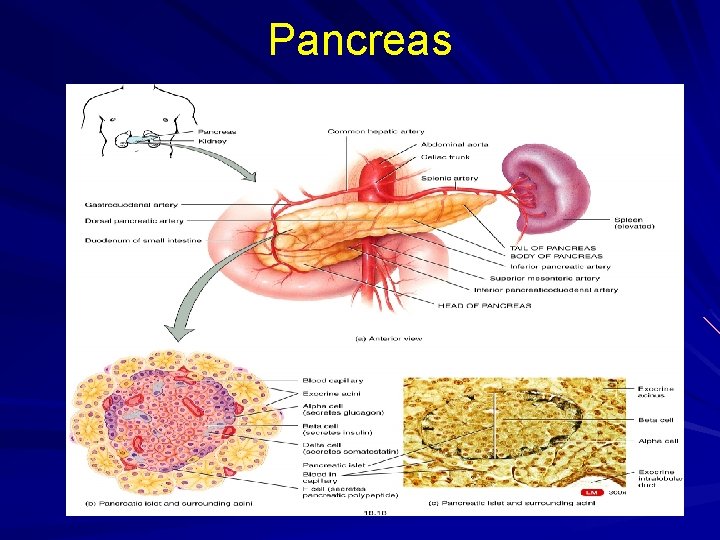 Pancreas 