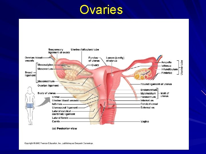 Ovaries 
