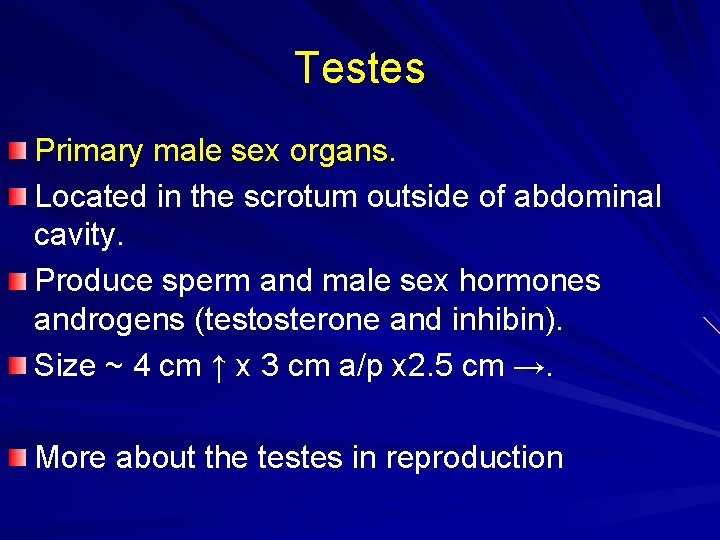 Testes Primary male sex organs. Located in the scrotum outside of abdominal cavity. Produce