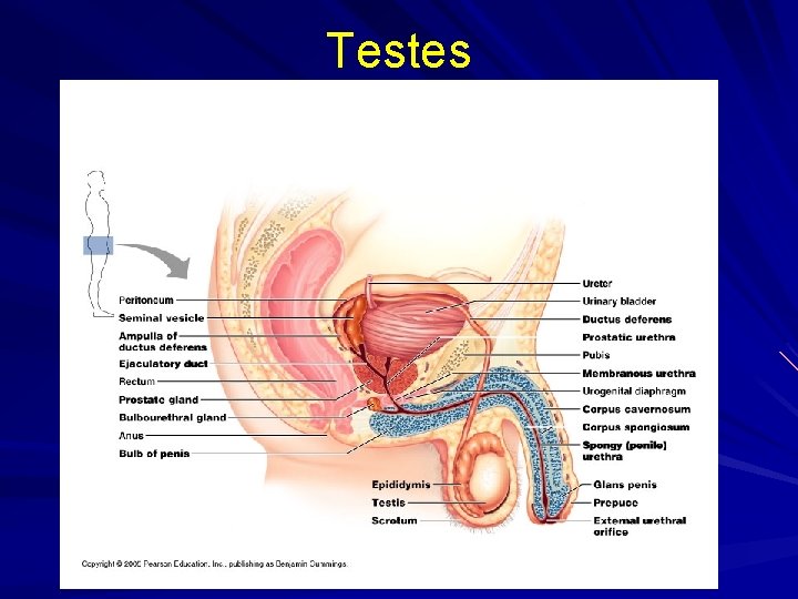 Testes 