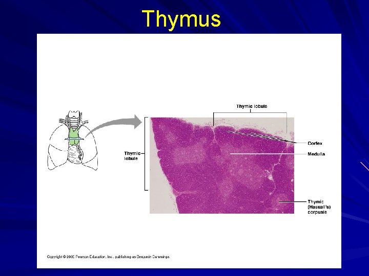 Thymus 