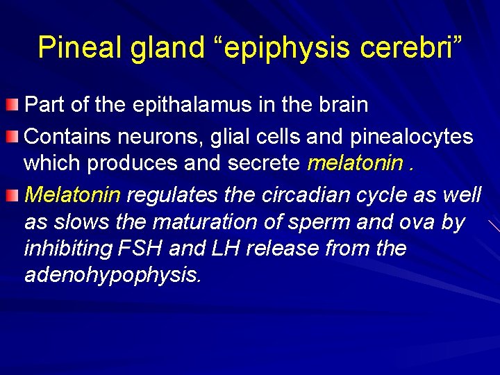 Pineal gland “epiphysis cerebri” Part of the epithalamus in the brain Contains neurons, glial