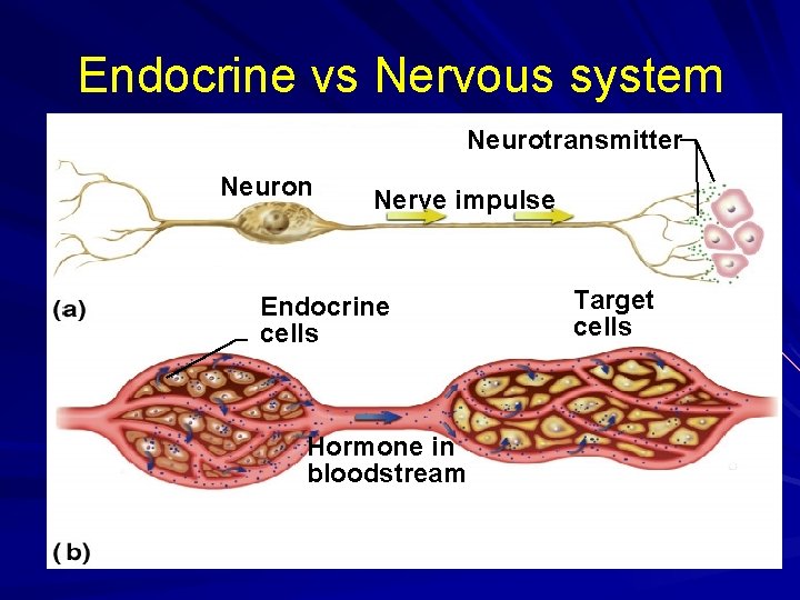 Endocrine vs Nervous system Neurotransmitter Neuron Nerve impulse Endocrine cells Hormone in bloodstream Target