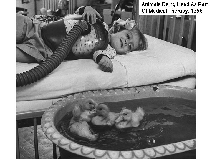 Animals Being Used As Part Of Medical Therapy, 1956 