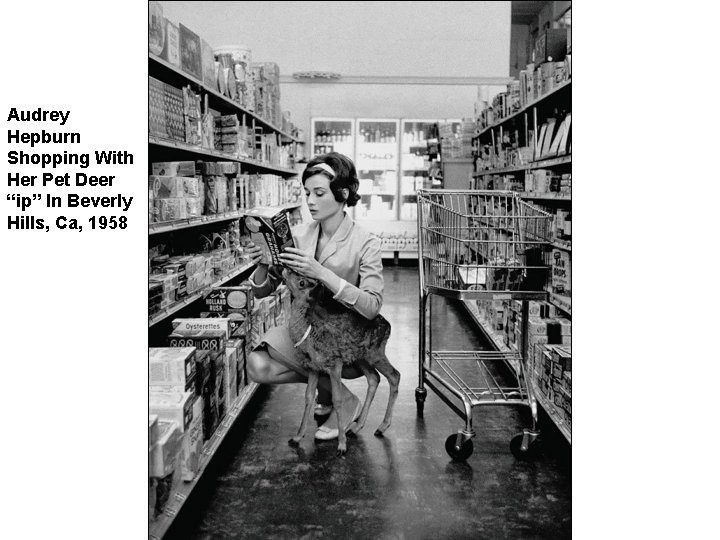 Audrey Hepburn Shopping With Her Pet Deer “ip” In Beverly Hills, Ca, 1958 
