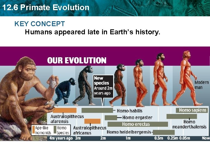 12. 6 Primate Evolution KEY CONCEPT Humans appeared late in Earth’s history. 