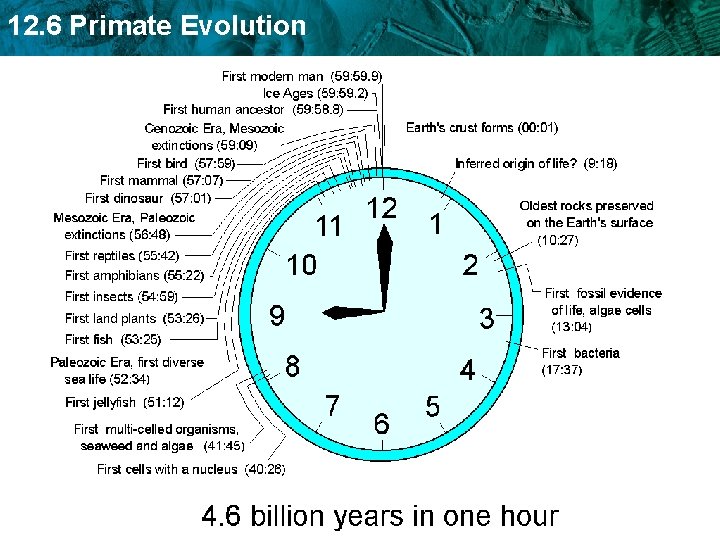 12. 6 Primate Evolution 