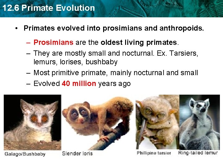 12. 6 Primate Evolution • Primates evolved into prosimians and anthropoids. – Prosimians are