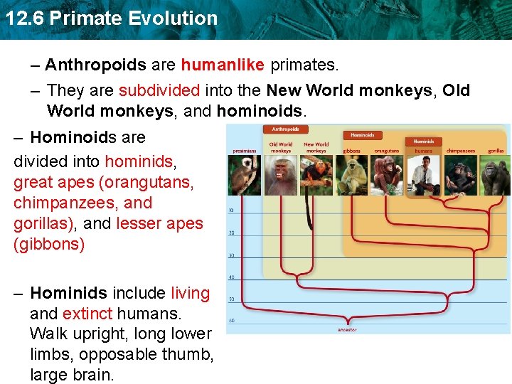 12. 6 Primate Evolution – Anthropoids are humanlike primates. – They are subdivided into