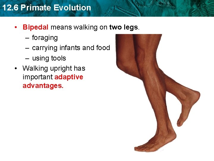 12. 6 Primate Evolution • Bipedal means walking on two legs. – foraging –