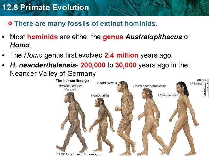 12. 6 Primate Evolution There are many fossils of extinct hominids. • Most hominids