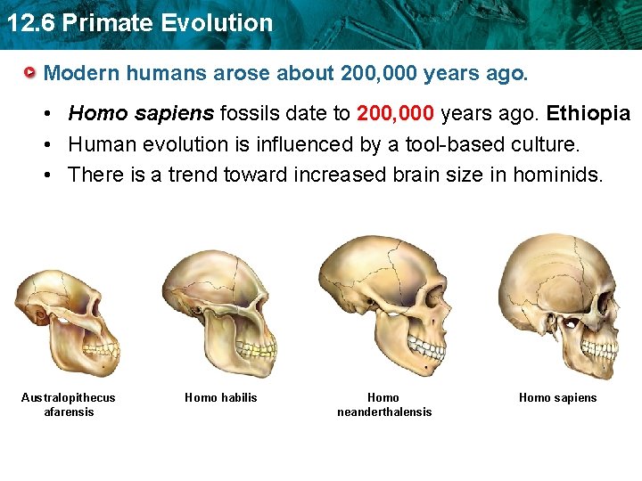 12. 6 Primate Evolution Modern humans arose about 200, 000 years ago. • Homo