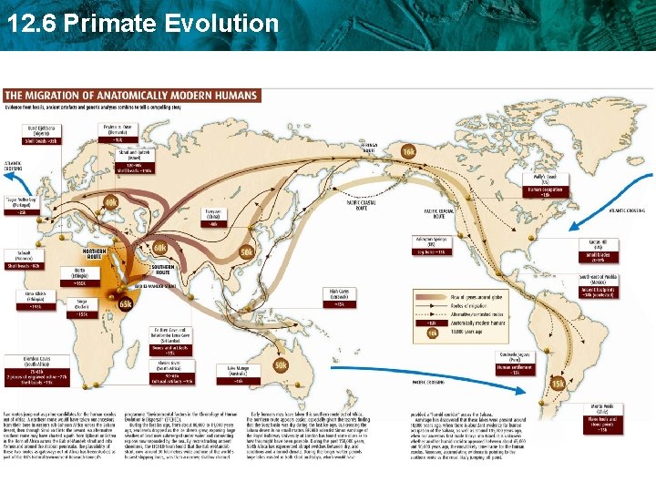 12. 6 Primate Evolution 