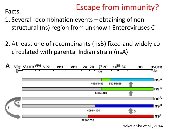 Escape from immunity? Facts: 1. Several recombination events – obtaining of nonstructural (ns) region
