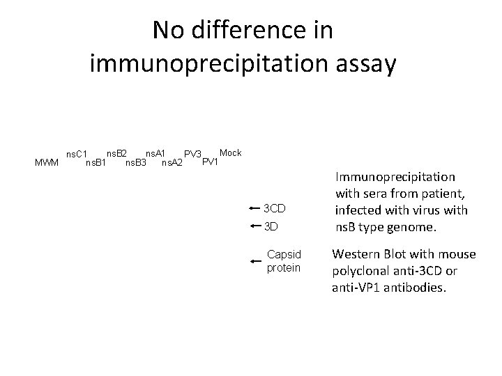No difference in immunoprecipitation assay Mock ns. A 1 ns. B 2 PV 3