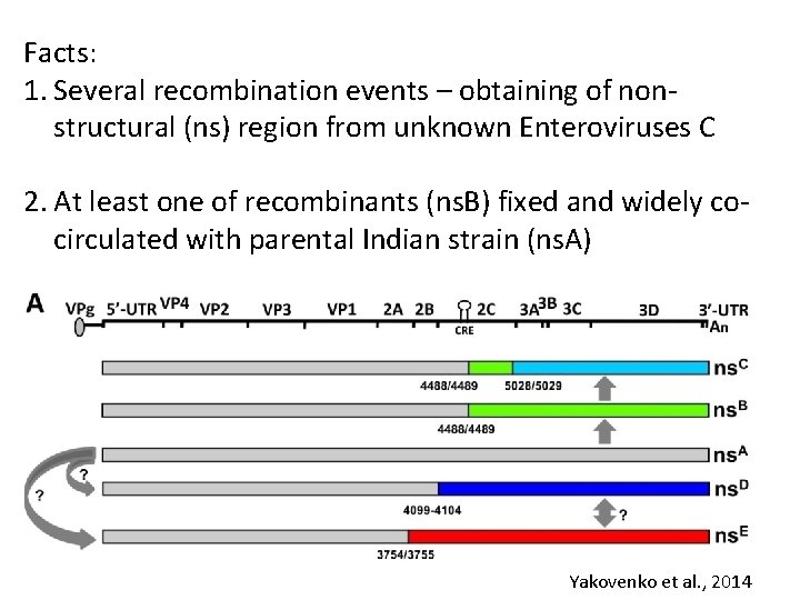 Facts: 1. Several recombination events – obtaining of nonstructural (ns) region from unknown Enteroviruses