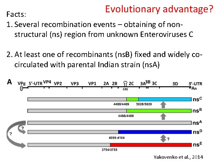 Evolutionary advantage? Facts: 1. Several recombination events – obtaining of nonstructural (ns) region from