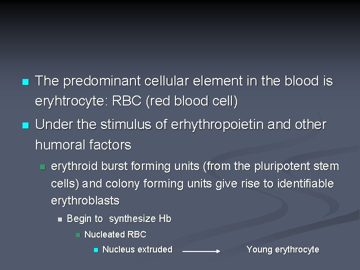 n The predominant cellular element in the blood is eryhtrocyte: RBC (red blood cell)