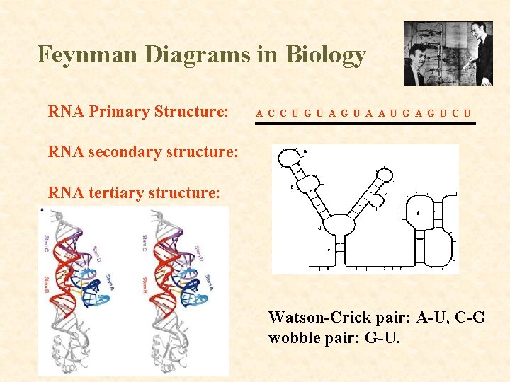 Feynman Diagrams in Biology RNA Primary Structure: A C C U G U A