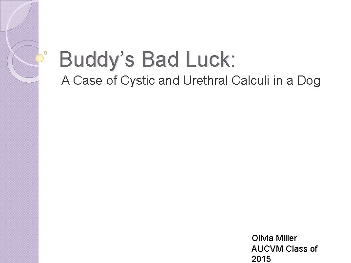 Buddy’s Bad Luck: A Case of Cystic and Urethral Calculi in a Dog Olivia