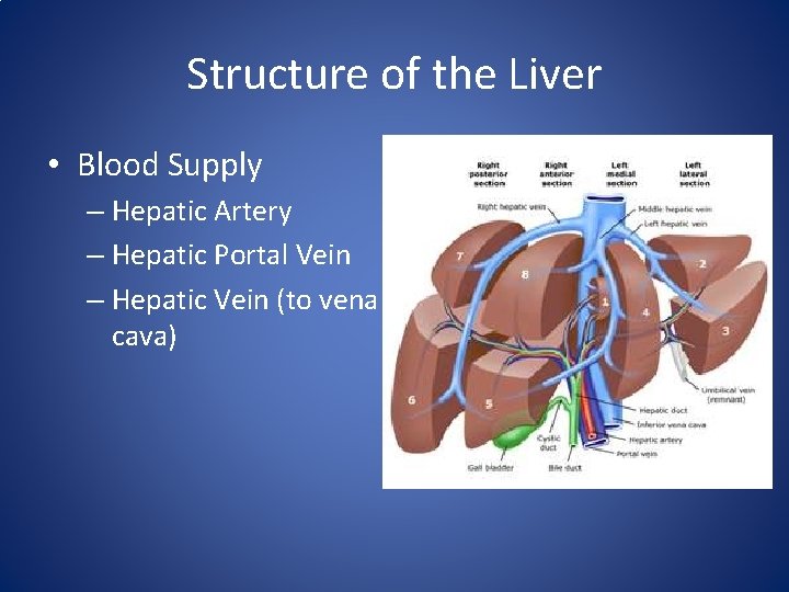 Structure of the Liver • Blood Supply – Hepatic Artery – Hepatic Portal Vein