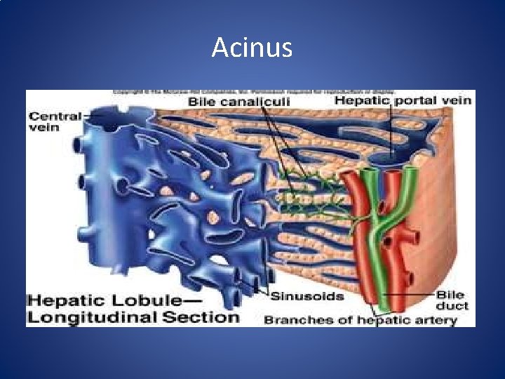 Acinus 